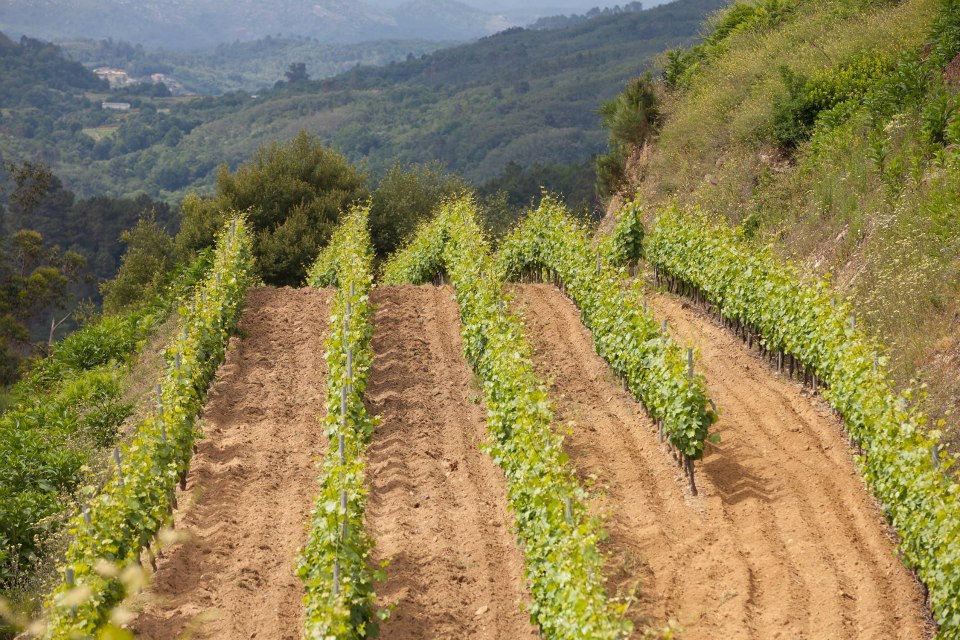 #VeremaVLC_2014_Ribeiros_do_Avia_Finca_Viñoa_primavera